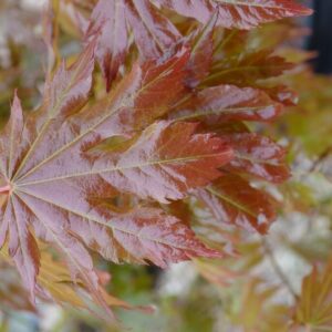 Acer pseudosieboldianum 'IsINW' (NORTH WIND)