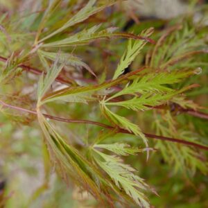 Acer pseudosieboldianum 'IsLID' (ICE DRAGON)