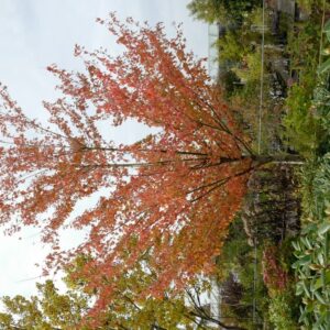 Acer rubrum 'Autumn Spire'