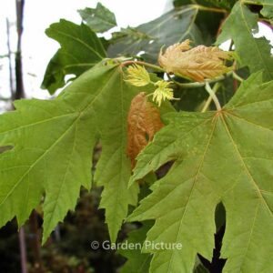 Acer rubrum 'Bowhall'
