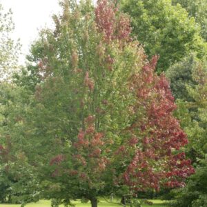 Acer rubrum 'October Glory'