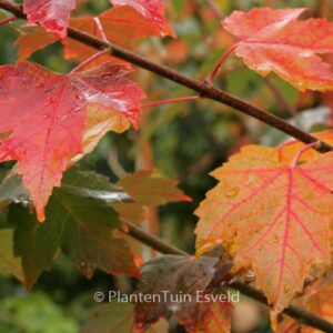 Acer rubrum 'Sun Valley'