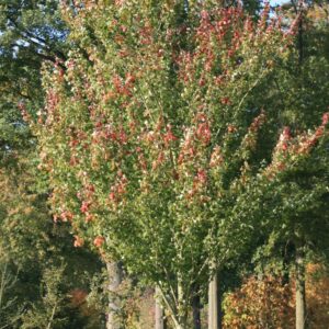 Acer rubrum 'Tilford'