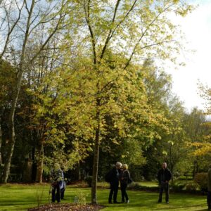 Acer saccharinum 'Pyramidale'