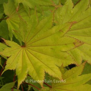 Acer shirasawanum 'Aureum'