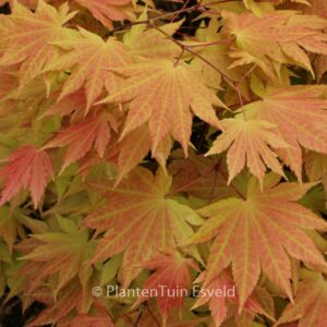 Acer shirasawanum 'Autumn Moon'