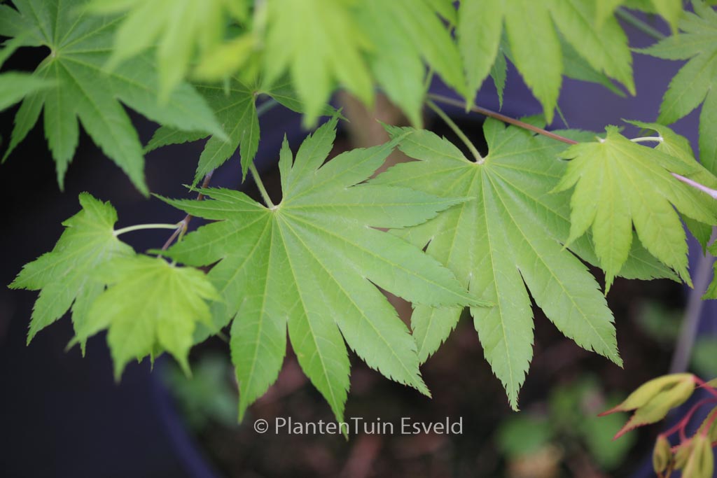 Acer shirasawanum 'Diana'