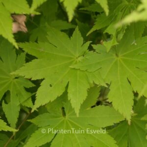 Acer shirasawanum 'Jordan'