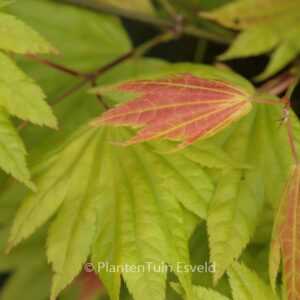 Acer shirasawanum 'Munn001' (MOONRISE)