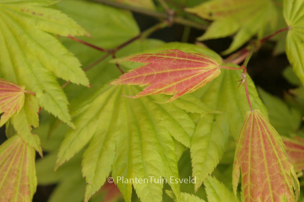 Acer shirasawanum 'Munn001' (MOONRISE)