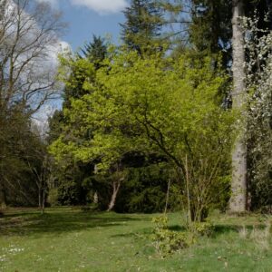 Acer tataricum ssp. ginnala