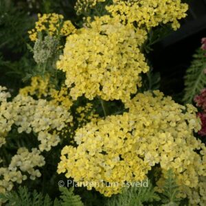 Achillea 'Credo'