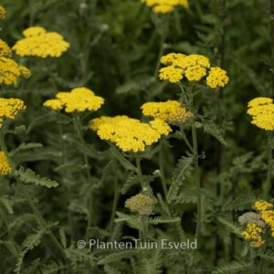 Achillea 'Moonshine'