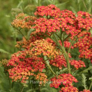Achillea 'Walther Funcke'