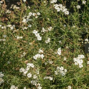 Achillea cartilaginea 'Silver Spray'