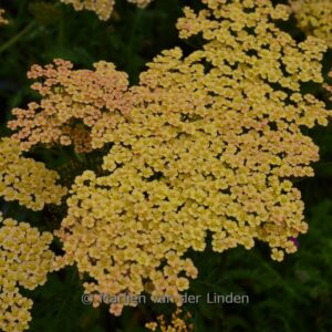 Achillea filipendulina 'Hannelore Pahl'