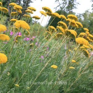 Achillea filipendulina 'Parker's Variety'