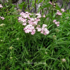 Achillea millefolium