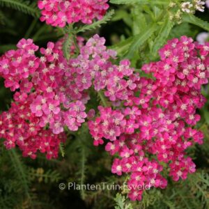 Achillea millefolium 'Heidi'