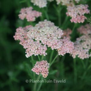 Achillea millefolium 'Lachsschoenheit'