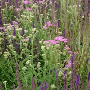 Achillea millefolium 'Lilac Beauty'