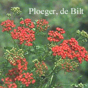 Achillea millefolium 'Red Beauty'
