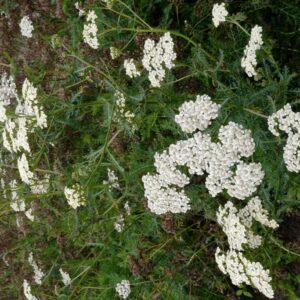 Achillea millefolium 'Wesersandstein'