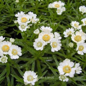 Achillea ptarmica 'Nana Compacta'