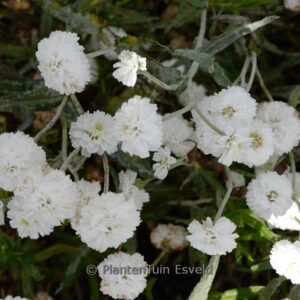 Achillea ptarmica 'Peter Cottontail'