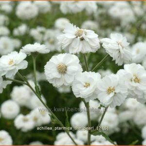 Achillea ptarmica 'The Pearl'