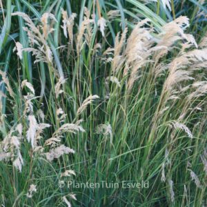 Achnatherum calamagrostis