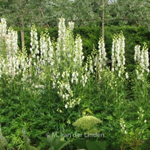 Aconitum napellus 'Album'