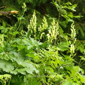 Aconitum vulparia