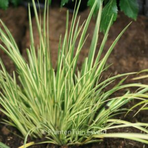 Acorus gramineus 'Argenteostriatus'