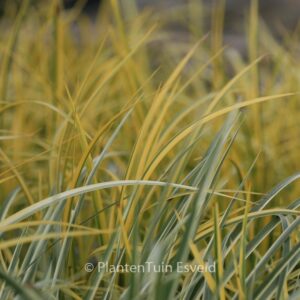 Acorus gramineus 'Ogon'