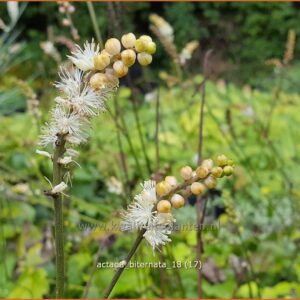 Actaea biternata