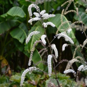 Actaea racemosa 'Queen of Sheba'