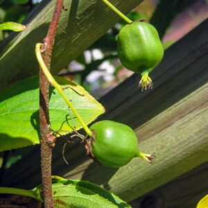 Actinidia arguta 'Issai'
