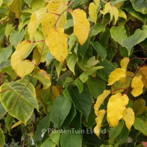 Actinidia arguta 'Weiki' (mnl.)