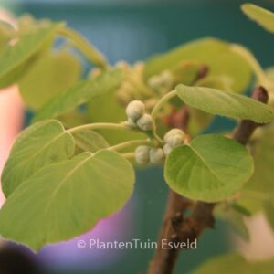 Actinidia deliciosa 'Renact' (SOLISSIMO)