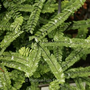 Adiantum pedatum 'Imbricatum'