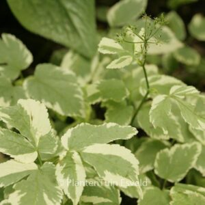 Aegopodium podagraria 'Variegatum'