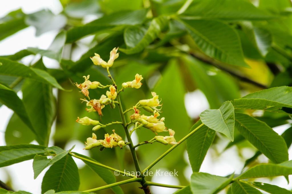 Aesculus 'Autumn Splendor'