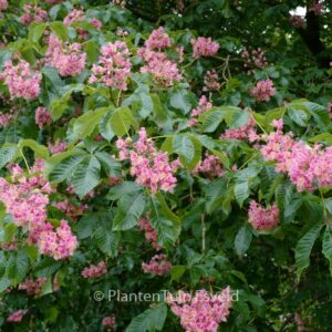 Aesculus carnea 'Briotii'