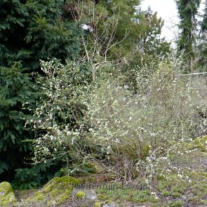 Aesculus carnea 'Fort McNair'