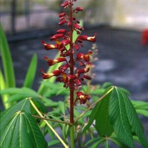 Aesculus neglecta 'Georgiana'