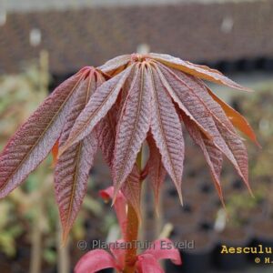 Aesculus wangii