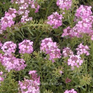 Aethionema armenum 'Warley Rose'