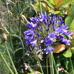 Agapanthus 'Dr. Brouwer'