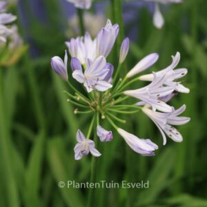Agapanthus 'Scrarey09' (PITCHOUNE BLUE)
